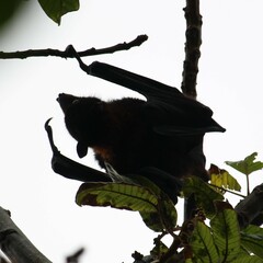 Pteropus alecto