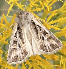 Euxoa auxiliaris