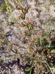 Manulea cheiranthus