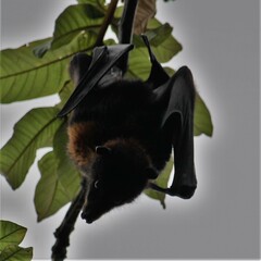 Pteropus alecto