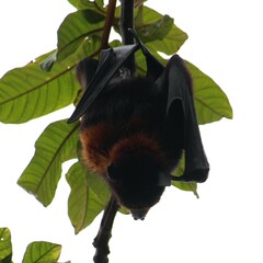 Pteropus alecto