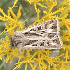 Euxoa auxiliaris