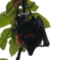 Pteropus alecto