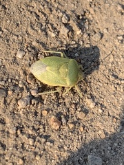 Chlorochroa