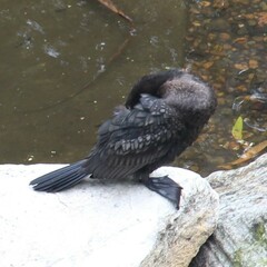 Phalacrocorax sulcirostris