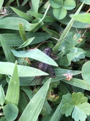 Loxoblemmus arietulus