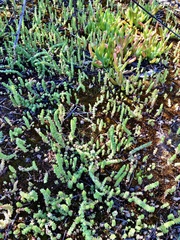 Crassula colorata