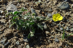 Potentilla astragalifolia
