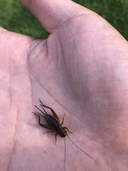 Loxoblemmus arietulus