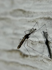 Anopheles punctipennis