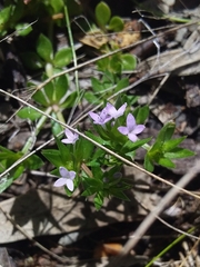 Sherardia arvensis
