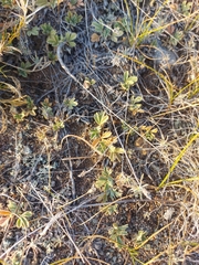 Potentilla acaulis