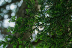 Buxus microphylla