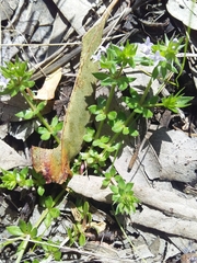 Sherardia arvensis