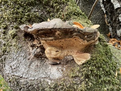 Ganoderma brownii