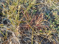 Cleistogenes squarrosa