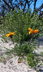 Gazania pectinata
