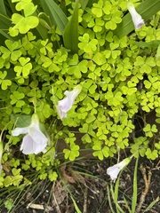 Oxalis incarnata
