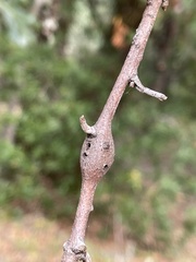 Callirhytis quercussuttoni