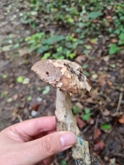 Leccinum schistophilum