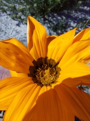 Gazania pectinata