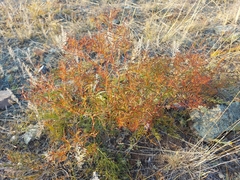Persicaria angustifolia