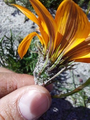 Gazania pectinata