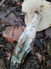 Leccinum schistophilum
