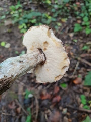 Leccinum schistophilum