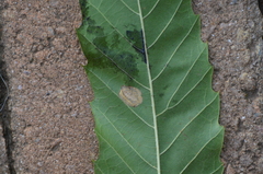 Phyllonorycter messaniella