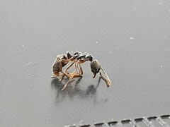 Brachyponera chinensis