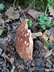 Leccinum schistophilum