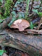 Leccinum schistophilum