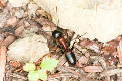 Camponotus obscuripes