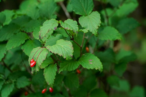 Viburnum phlebotrichum, photograph 5
