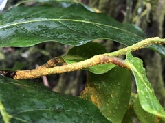 Puccinia