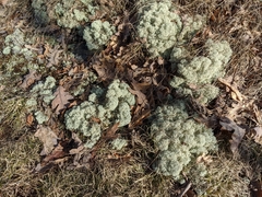 Cladonia arbuscula