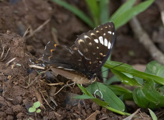 Lexias aeetes