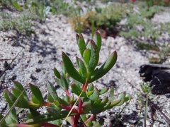 Lampranthus