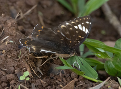 Lexias aeetes