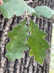 Quercus lobata