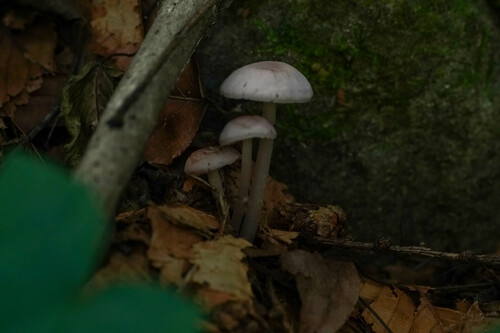 Mycena