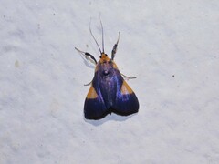 Ulopeza conigeralis
