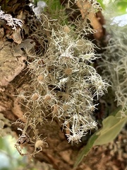 Usnea intermedia