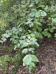 Fraxinus dipetala