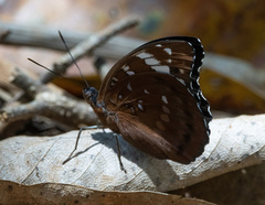 Lexias aeetes