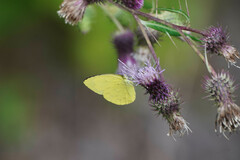 Eurema mandarina