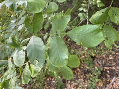 Fraxinus dipetala