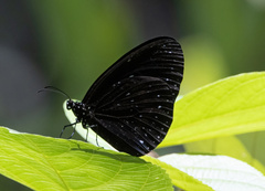 Euploea