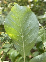 Fraxinus dipetala